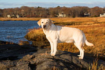 Yellow labrador retriever female, on coast of Long Island Sound; Connecticut, USA.