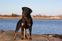 Rottweiler, 7-month female,  on shore of Long Island Sound, Connecticut, USA.