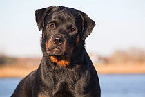 Rottweiler, 7-month female,  on shore of Long Island Sound, Connecticut, USA.