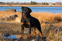 Rottweiler, 7-month female, on shore of Long Island Sound, Guilford, Connecticut, USA.