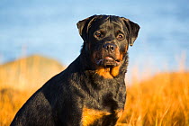 Rottweiler, 7-month female, on shore of Long Island Sound, Guilford, Connecticut, USA.