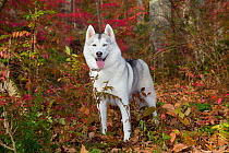Siberian husky, Connecticut, USA.
