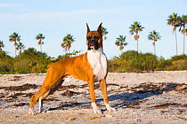 Boxer standing,  Tampa Bay at dawn, St. Petersburg, Florida, USA. Cropped ears