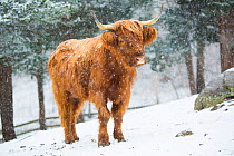 Highland cow in snow storm, Madison, Connecticut, USA.
