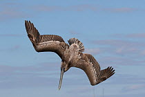 Eastern brown pelican (Pelecanus occidentalis carolensis) sub-adult  diving, Tampa Bay, St. Petersburg, Florida, USA.