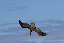 Eastern brown pelican (Pelecanus occidentalis carolensis) sub-adult  in dive, Tampa Bay, St. Petersburg, Florida, USA.