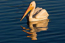 American white pelican (Pelecanus erythrorhynchos) swimming along lakeshore, Lakeland, Florida, USA. December.