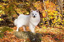 American Eskimo Dog, Connecticut, USA.