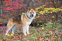 Akita dog in autumn, Kent, Connecticut, USA.