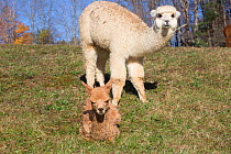 Alpaca baby and mother in pasture, early morning,  Massachusetts, USA.