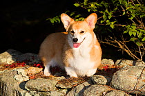 Corgi in autumn on stone wall, Topsmead State Forest, Connecticut, USA.