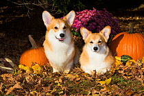 Corgis with pumpkins, gourds in leaves, Connecticut, USA.