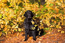 Flat-coated retriever in late October foliage, Connecticut, USA.