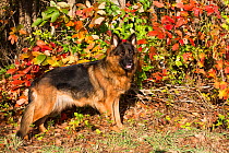 German shepherd dog (long hair variety) by autumn leaves, Connecticut, USA.
