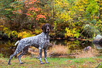 German Shorthair Pointer by brook in autumn, East Haddam, Connecticut, USA.