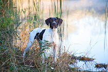 German Shorthair Pointer on cold morning, by pond, Canterbury, Connecticut, USA.