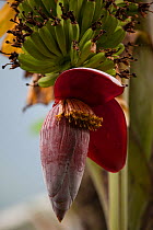 Wild banana (Musa balbisiana) flower, Sikkim, India.