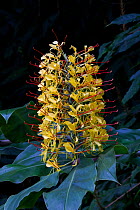 Kahili ginger (Hedychium gardnerianum) flower, Sikkim, India.