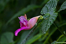 Touch me not (Impatiens)  flower, West Bengal, India.