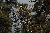 Magnolia flowers (Magnolia campbellii) Sikkim, India.
