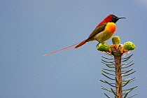 Fire-tailed sunbird (Aethopyga ignicauda) perched on conifer.  Sikkim, India.