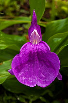 Purple roscoea (Roscoea purpurea) flower, Sikkim, India.
