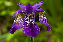 Iris (Iris clarkei) flower, Sikkim, India. July.