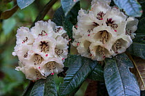 Rhododendron (Rhododendron grande) flowers, India.