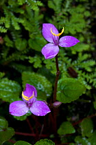 Flowers (Sonerila sp)  Sikkim, India.