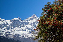 Rhododendron (Rhododendron thomsonii) flowers in front of snow covered mountains, Sikkim, India.