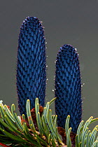 Cones of East Himalayan fir (Abies spectabilis) Sikkim, India.