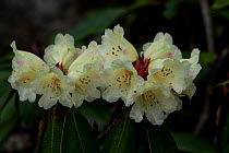 Rhododendron flowers (Rhodendron sp) flowers, Sikkim, India.