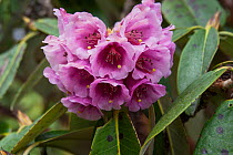 Rhododendron (Rhododendron hodgsonii) flowers, Sikkim, India.