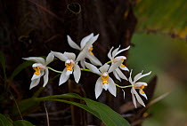Orchid flowers (Coelogyne corymbosa) Sikkim, India.