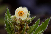 Close up of Panicled yellow poppy (Meconopsis paniculata) flower, Sikkim.