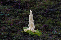 Noble rhubarb (Rheum nobile) plant, Sikkim, India.