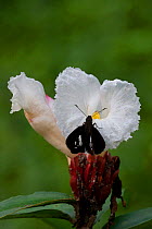 Lepidoptera on Crepe ginger flower (Cheilocostus speciosus) West Bengal, India.