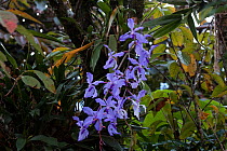 Vanda orchids (Vanda coerulea) Sikkim, India.