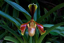 Venus slipper orchid (Paphiopedillum sp.) flower, Sikkim, India.