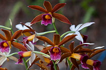 Nun's hood orchid (Phaius tankervilleae) flowers, Singalila National Park, West Bengal, India.