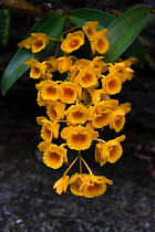 Dendrobium orchid flowers (Dendrobium fimbriatum) Singalila National Park, West Bengal, India.