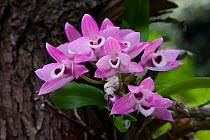 Dendrobium orchids (Dendrobium parishii) on tree trunk, Singalila National Park, West Bengal, India.