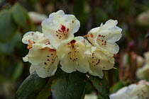 Rhododendron flowers (Rhododendron sp.) Bhutan.