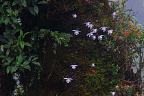 Peacock orchids (Pleione hookeriana) on tree trunk, West Bengal, India