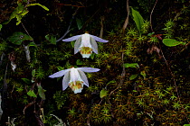 Peacock orchids (Pleione hookeriana) West Bengal, India