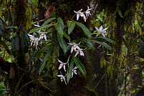 Orchid flowers (Coelogyne corymbosa) on tree trunk, West Bengal, India