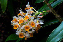 Dendrobium orchids (Dendrobium thyrsiflorum) West Bengal, India.