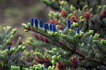 East Himalayan fir (Abies spectabilis) cones on tree,  Bhutan.