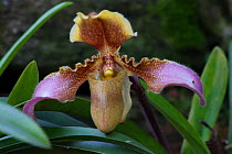 Venus slipper orchid (Paphiopedillum hirsutissimum) Sikkim, India.