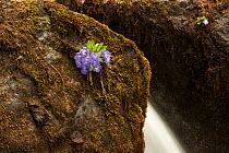 Primrose (Primula whitei) flowers by waterfall, Arunachal Pradesh, India.